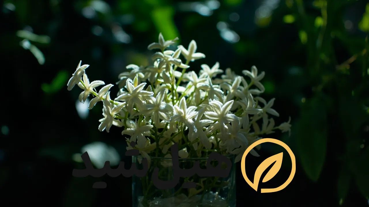 عرق‌گیری بیدمشک و ترکیبات گیاهی