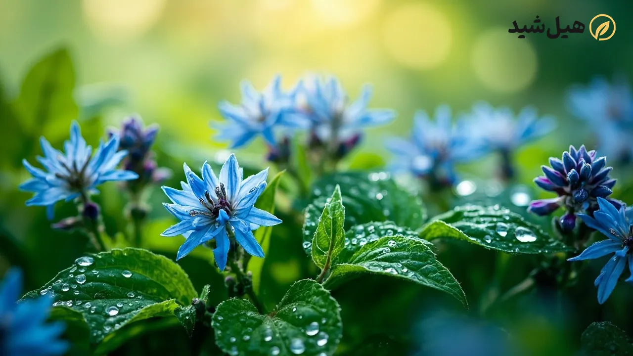 خواص ضد التهابی و آنتیاکسیدانی گل گاوزبان