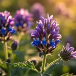 گل گاوزبان تازه و خواص آرامش‌بخش آن